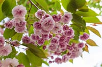 Prunus 'Shirofugen' - Cherry blossom