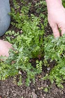 Weeding a colony of self-seeded Limnanthes douglasii - Poached Egg Plant