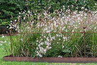 Gaura lindheimeri 'Whirling Butterflies' in square bed with metal edging and 
rustic metal supports, late September. Brookside