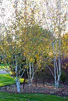 Small glade of multi-stemmed Betula utilis var. jacquemontii - West Himalayan birch. 