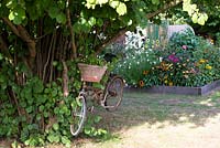 Old bicycle hung in a Corylus tree used to display plants, with view of flowering perennials in raised bed. 