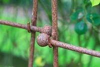 Rusted metal supports with ball ends. 