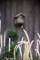 Spider on a web above Pennisetum 'Fairy Tails' - Fountain grass 'Fairy Tails'