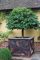 Evergreen standard shrub in large wooden container. 
