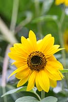 Helianthus - Sunflower 