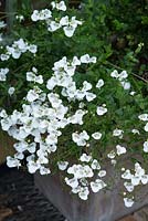 White flowering Diascia - Twinspur 