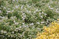 Hebe 'Gran's Favourite' and Spiraea japonica 
