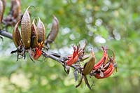 Phormium tenax - New Zealand Flax - Flowers and seeds