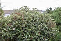 Olearia macrodonta - New Zealand Holly