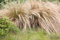 Chionochloa rubra - Red Tussock Grass