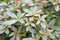 Rhododendron yakushimanum - Yakushima Rhododendron