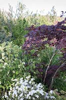 Acer palmatum dissectum 'Bloodgood' surrounded by spring flowering shrubs, designed by Peter Dowle. 
