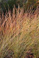 Molinia caerulea subsp. caerulea 'Edith Dudszus' - Purple moor-grass 'Edith Dudszus'