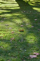 Shadow of tree on lawn with autumnal fallen leaves. 