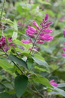 Salvia involucrata 'Boutin' - Rosy-leaf sage 'Boutin'
 