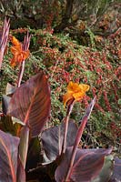 Canna 'Wyoming' with Cotoneaster beyond. 