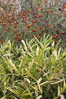 Pleioblastus variegatus and Tagetes 'Cinnabar' 