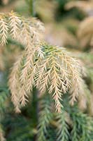Cryptomeria japonica 'Sekkan-sugi' - Japanese cedar 'Sekkan-sugi'
