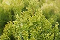 Chamaecyparis lawsoniana 'Minima Aurea' - Lawson's cypress 'Minima Aurea'
