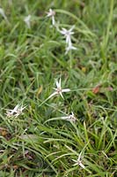 Rhynchospora colorata growing in lawn - Starrush whitetop - Colombia