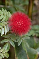 Calliandra haematocephala - Red Powderpuff - Colombia