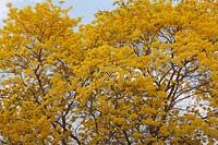 Tabebuia chrysantha - Colombia