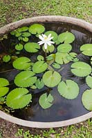 Nymphaea ampla - White Lotus - in a stone bowl sunken in ground.  Colombia