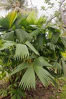 Carludovica palmata - Panama Hat Plant, Toquilla Palm - Colombia