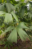 Carludovica palmata - Panama Hat Plant, Toquilla Palm - Colombia