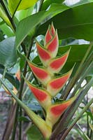 Heliconia wagneriana - Rainbow Plant, Lobster-Claw, Easter Heliconia