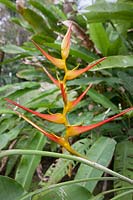 Heliconia psittacorum - Colombia