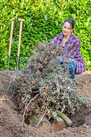 Woman adding garden waste to trench of tree branches and logs, as part of 
Hugelkultur method.