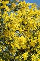 Acacia pravissima - Oven's wattle flowering in spring - April - Surrey UK