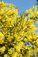 Acacia pravissima - Oven's wattle flowering in spring - April - Surrey UK