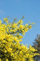 Acacia pravissima - Oven's wattle flowering in spring - April - Surrey 
