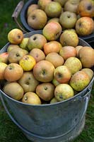 Malus domestica Egremont Russet - Harvested eating apples in a metal bucket - October