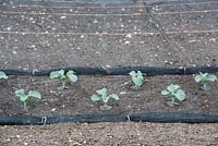 Brassica Oleracea - Young Broccoli 'Ironman'. 
Calabrese plants growing under netting.