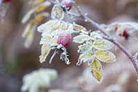 Rosa - Rose hips in winter covered in frost