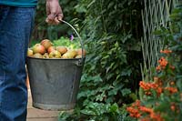 Malus domestica Egremont Russet - Gardener carrying a bucket of harvested eating apples