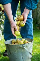 Malus domestica - Egremont Russet - Gardener with a bucket of harvested eating apples