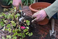 Gardener removing ivy leaf geraniums from a pot to separate and replant preparing to store for winter