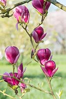 Magnolia 'Joe Mcdaniel' - Hybrid from M. x soulangeana 'Rustica Rubra' x M. x veitchii