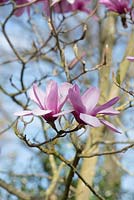 Magnolia 'Serene' flowers - March - Surrey