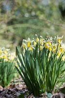 Narcissus Trena - Daffodil 'Trena' in flower