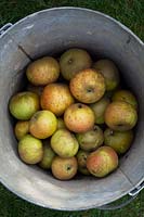 Malus domestica - Egremont Russet - Harvested eating apples in a metal bucket
