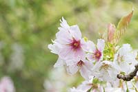Prunus serrulata 'Washi-no-o' - Japanese Flowering Cherry tree blossom 