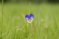 Viola tricolor - Wild pansy - Heartsease flower in grass