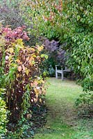 Cornus alba 'Sibirica' - Thundridge Hill House Garden, Hertfordshire, UK