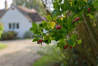 Wild rose hips with house in distance  - Thundridge Hill House Garden, Hertfordshire, UK