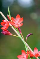 Hesperantha coccinea - Kaffir Lily - Schizostylis coccinea
